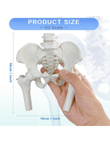 Modelo de Pelvis Femenina Merinden con Cabezas de Fémur Móviles Modelo de Pelvis Femenina Merinden con Cabezas de Fémur Móviles
