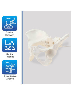 Modelo de Pelvis Femenina LYOU Tamaño Real Flexible 24.4x17 cm 2
