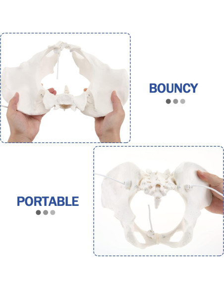 Modelo de Pelvis Femenina LYOU Tamaño Real Flexible 24.4x17 cm Modelo de Pelvis Femenina LYOU Tamaño Real Flexible 24.4x17 cm