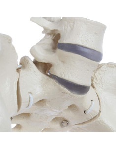 Modelo de Pelvis Femenina Rudiger Anatomie con Huesos 1.81kg 2