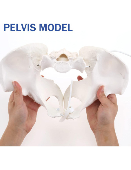 Modelo de Pelvis Femenina LYOU Tamaño Real Flexible 24.4x17 cm Modelo de Pelvis Femenina LYOU Tamaño Real Flexible 24.4x17 cm
