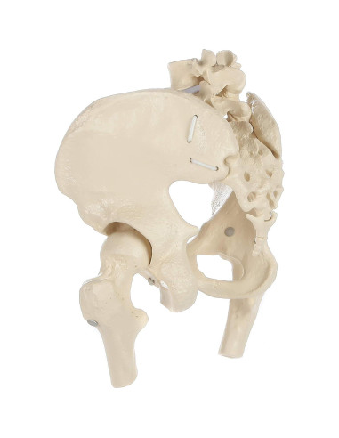 Modelo de Pelvis Femenina Rudiger Anatomie con Huesos 1.81kg