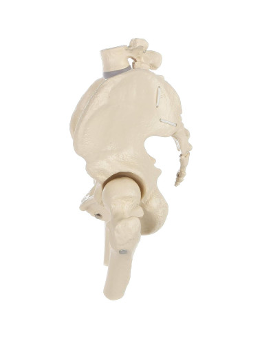 Modelo de Pelvis Femenina Rudiger Anatomie con Huesos 1.81kg