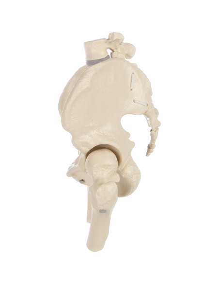 Modelo de Pelvis Femenina Rudiger Anatomie con Huesos 1.81kg Modelo de Pelvis Femenina Rudiger Anatomie con Huesos 1.81kg