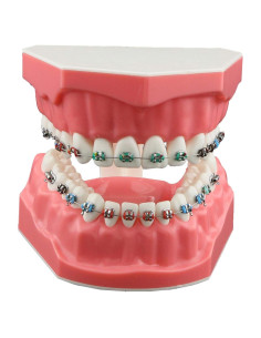 Modelo de Ortodoncia Typodont Dentalmall con Soporte Metálico
