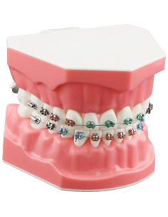 Modelo de Ortodoncia Typodont Dentalmall con Soporte Metálico 2