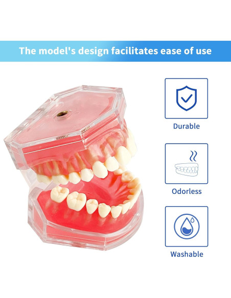 Modelo Dental de Estudio Ceonam con Dientes Removibles Modelo Dental de Estudio Ceonam con Dientes Removibles