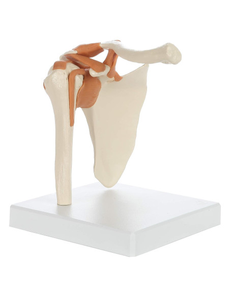 Modelo de Anatomía Médica Rudiger Hombro con Soporte 19.1x16x18cm Modelo de Anatomía Médica Rudiger Hombro con Soporte 19.1x16x18cm