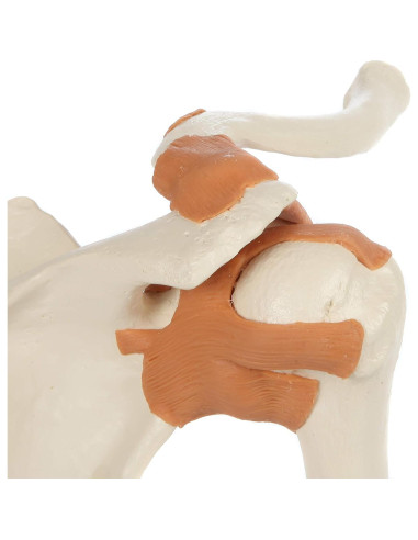Modelo de Anatomía Médica Rudiger Hombro con Soporte 19.1x16x18cm