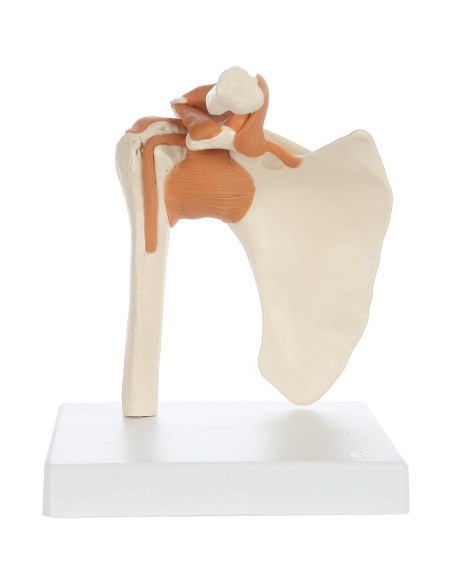 Modelo de Anatomía Médica Rudiger Hombro con Soporte 19.1x16x18cm Modelo de Anatomía Médica Rudiger Hombro con Soporte 19.1x16x18cm