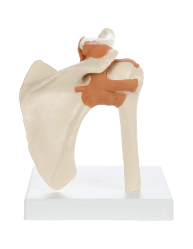 Modelo de Anatomía Médica Rudiger Hombro con Soporte 19.1x16x18cm