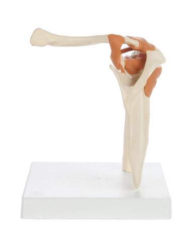 Modelo de Anatomía Médica Rudiger Hombro con Soporte 19.1x16x18cm