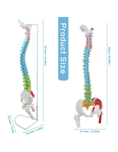 Modelo de Columna Vertebral Humana Flexible EVOTECH 88.5 cm