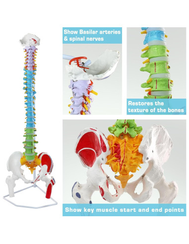 Modelo de Columna Vertebral Humana Flexible EVOTECH 88.5 cm