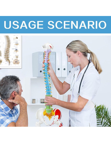Modelo de Columna Vertebral Humana Flexible EVOTECH 88.5 cm