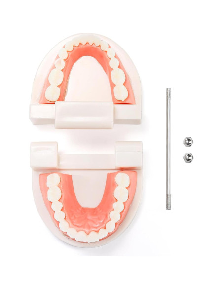 Modelo Dental ZENFUN 6 Piezas para Estudio y Enseñanza Modelo Dental ZENFUN 6 Piezas para Estudio y Enseñanza