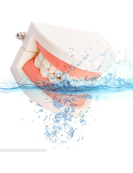 Modelo Dental ZENFUN 6 Piezas para Estudio y Enseñanza Modelo Dental ZENFUN 6 Piezas para Estudio y Enseñanza