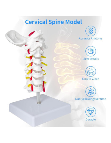 Modelo de Columna Vertebral Cervical SFXYJ 1:1 - Tamaño Real