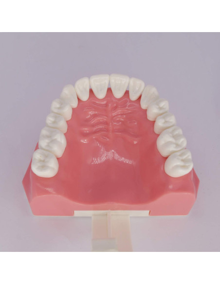 Modelo Dental Typodont Smile1000 para Práctica de Cepillado 1:1 Modelo Dental Typodont Smile1000 para Práctica de Cepillado 1:1