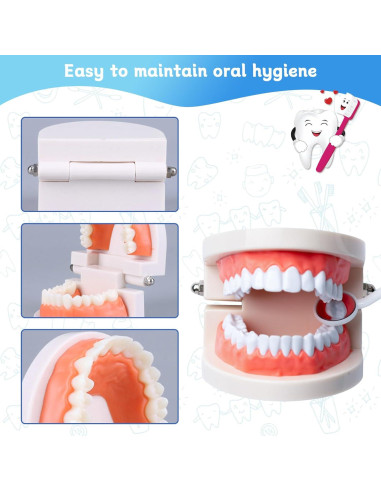 Modelo Dental de Dientes Estándar Ceonam 28 Dientes para Enseñanza