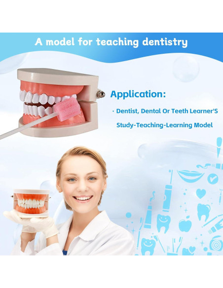 Modelo Dental de Dientes Estándar Ceonam 28 Dientes para Enseñanza Modelo Dental de Dientes Estándar Ceonam 28 Dientes para Enseñanza