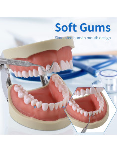 Modelo de Dientes Typodont Faruijie 32 Dientes Removibles 2