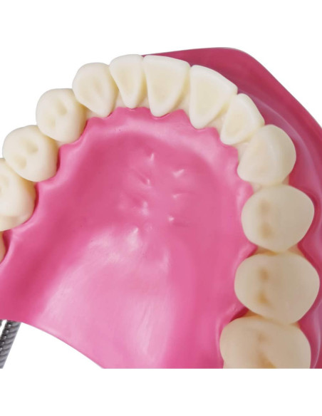 Modelo de Cuidado Dental Evotech A5 con Cepillo Azul Modelo de Cuidado Dental Evotech A5 con Cepillo Azul