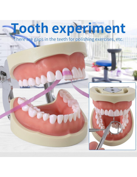Modelo de Dientes Typodont Faruijie 32 Dientes Removibles Modelo de Dientes Typodont Faruijie 32 Dientes Removibles