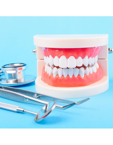 Modelo de Caries Dental 1:1 Ceonam - Dientes No Removibles