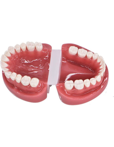 Modelo de Dientes Typodont Estándar Angzhili para Enseñanza