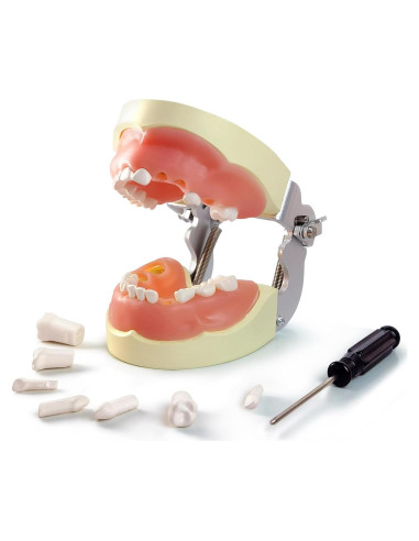 Modelo de Dientes Infantil MediTrainer con 24 Dientes Removibles