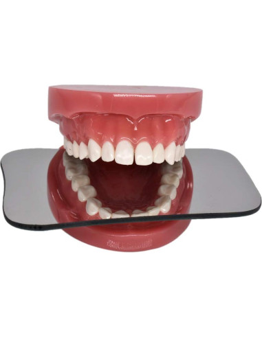 Modelo de Dientes Typodont Estándar Angzhili para Enseñanza