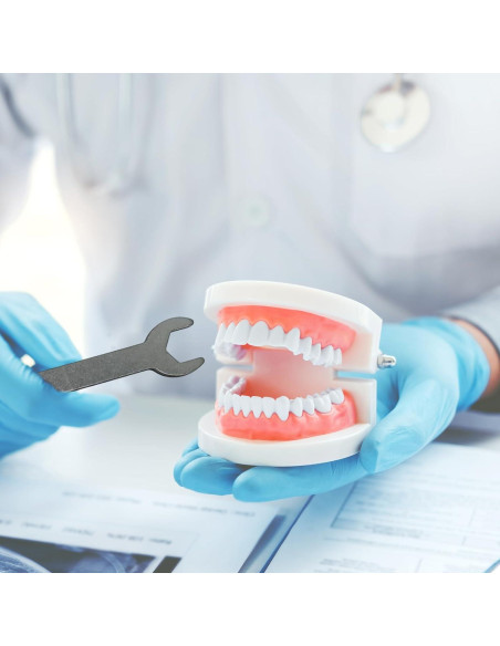 Modelo Dental Typodont Estándar Adulto Articulado con Herramientas Modelo Dental Typodont Estándar Adulto Articulado con Herramientas