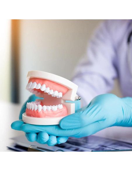 Modelo Dental Typodont Estándar Adulto Articulado con Herramientas Modelo Dental Typodont Estándar Adulto Articulado con Herramientas