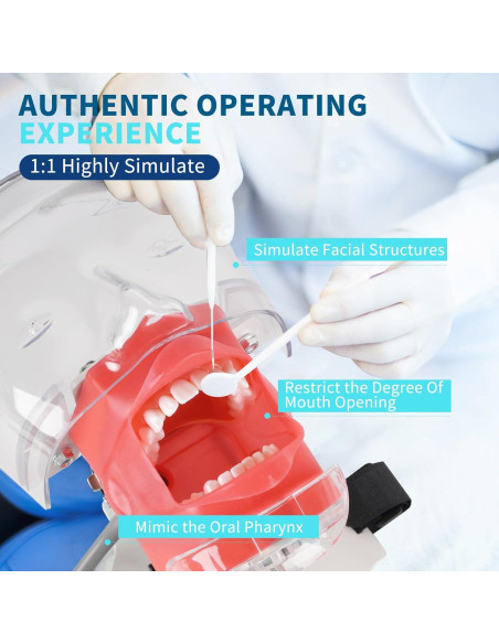 Cabeza de Maniquí Dental BUIFAC HYKTM-01 con 28 Dientes Removibles Cabeza de Maniquí Dental BUIFAC HYKTM-01 con 28 Dientes Removibles