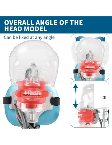 Cabeza de Maniquí Dental BUIFAC HYKTM-01 con 28 Dientes Removibles Cabeza de Maniquí Dental BUIFAC HYKTM-01 con 28 Dientes Removibles