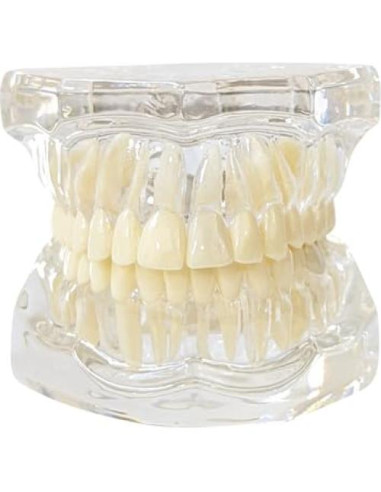 Modelo Dental de Mandíbula Clara Axis Scientific 6.99x9.27cm