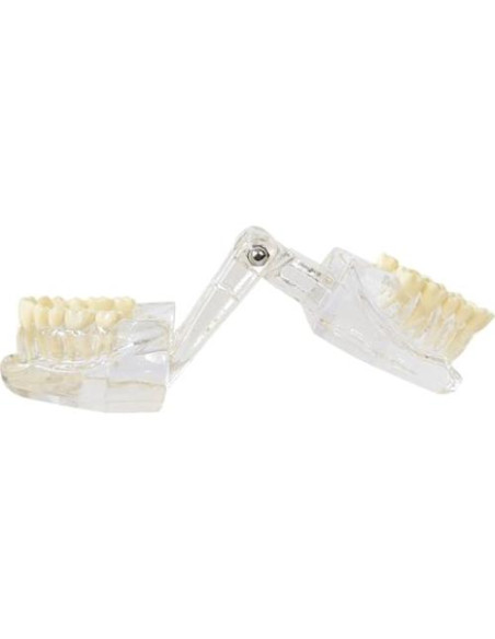 Modelo Dental de Mandíbula Clara Axis Scientific 6.99x9.27cm Modelo Dental de Mandíbula Clara Axis Scientific 6.99x9.27cm