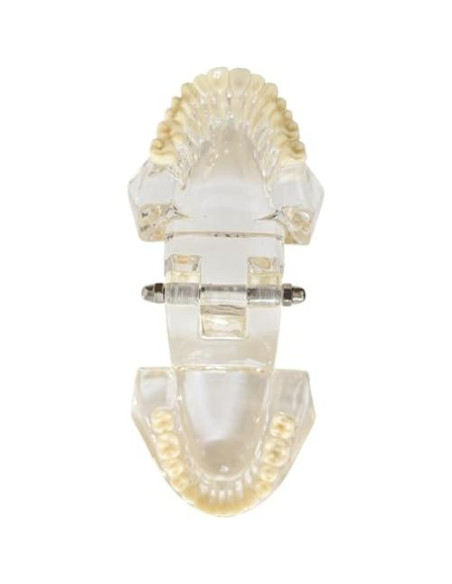 Modelo Dental de Mandíbula Clara Axis Scientific 6.99x9.27cm Modelo Dental de Mandíbula Clara Axis Scientific 6.99x9.27cm