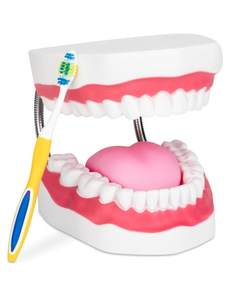 Modelo de Higiene Dental Practicon 6X con Lengua Móvil Modelo de Higiene Dental Practicon 6X con Lengua Móvil