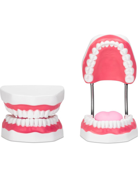 Modelo de Higiene Dental Practicon 6X con Lengua Móvil Modelo de Higiene Dental Practicon 6X con Lengua Móvil