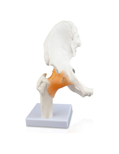 Modelo de Articulación de Cadera Vision Scientific VAJ233 Natural