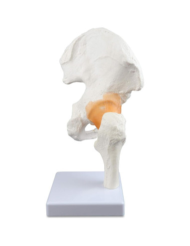 Modelo de Articulación de Cadera Vision Scientific VAJ233 Natural