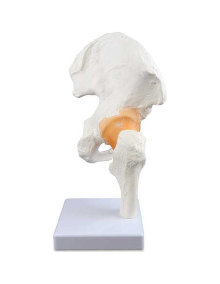 Modelo de Articulación de Cadera Vision Scientific VAJ233 Natural Modelo de Articulación de Cadera Vision Scientific VAJ233 Natural