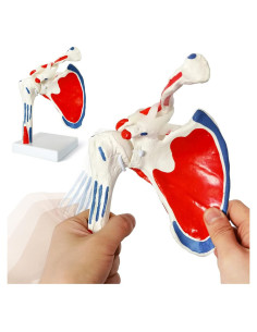 Modelo de Articulación del Hombro Evotech 1:1 con Inserciones Musculares