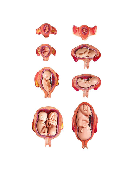 Modelo Anatómico del Feto Wellden Medical 8 Etapas Modelo Anatómico del Feto Wellden Medical 8 Etapas