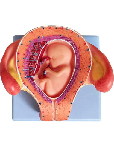 Modelo Anatómico del Feto Wellden Medical 8 Etapas