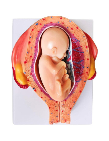 Modelo Anatómico del Feto Wellden Medical 8 Etapas