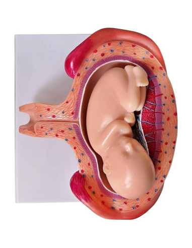 Modelo Anatómico del Feto Wellden Medical 8 Etapas
