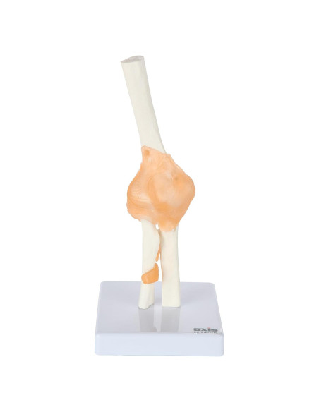 Modelo de Codo Flexible Axis Scientific con Ligamentos Realistas Modelo de Codo Flexible Axis Scientific con Ligamentos Realistas